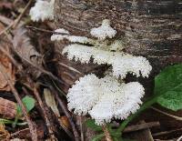 Schizophyllum commune image