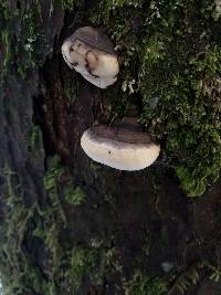 Fomitopsis ochracea image