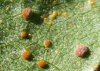 Puccinia malvacearum image