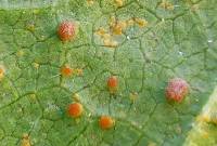 Puccinia malvacearum image