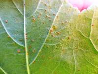 Puccinia malvacearum image