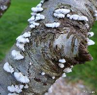 Schizophyllum commune image