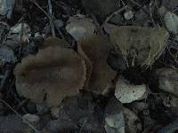 Helvella acetabulum image