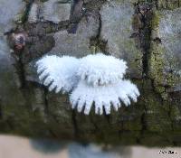 Schizophyllum commune image