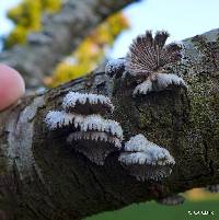 Schizophyllum commune image