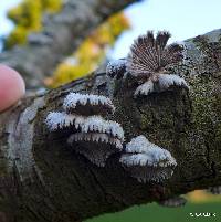 Schizophyllum commune image