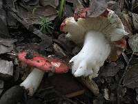 Russula cremoricolor image