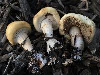 Agrocybe praecox image