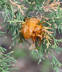 Gymnosporangium juniperi-virginianae image