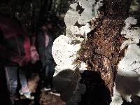 Trametes versicolor image