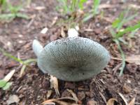 Clitocybe odora image