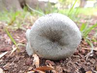 Clitocybe odora image