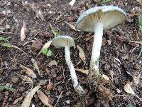 Clitocybe odora image