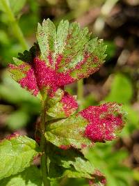 Synchytrium papillatum image