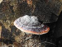 Fomitopsis pinicola image