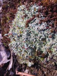 Cladonia peziziformis image