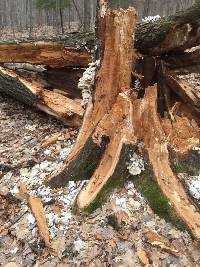 Laetiporus sulphureus image