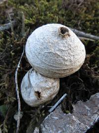 Lycoperdon pyriforme image