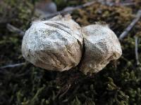 Lycoperdon pyriforme image