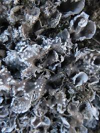 Peltigera didactyla image