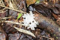 Tremella fuciformis image