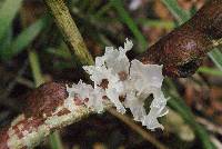 Tremella fuciformis image