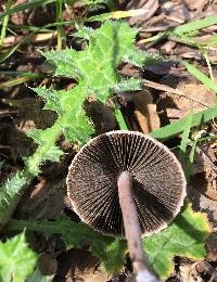 Panaeolus papilionaceus image