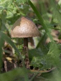 Panaeolus papilionaceus image