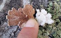 Schizophyllum commune image