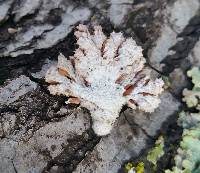 Schizophyllum commune image