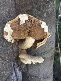 Agrocybe parasitica image