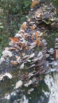 Trametes versicolor image
