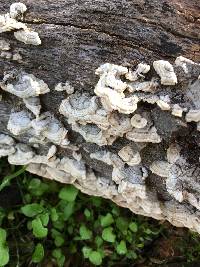 Trametes versicolor image