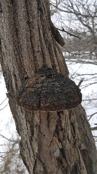 Phellinus robiniae image