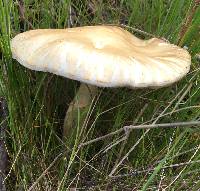 Agrocybe praecox image