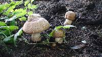 Agaricus augustus image