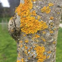 Xanthoria parietina var. parietina image