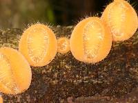 Cookeina tricholoma image