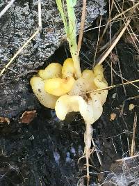 Tremella aurantia image