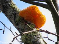 Tremella aurantia image