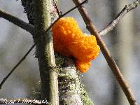 Tremella aurantia image