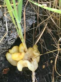 Tremella aurantia image