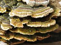 Trametes versicolor image