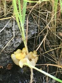 Tremella aurantia image