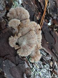 Schizophyllum commune image