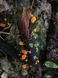 Favolaschia calocera image