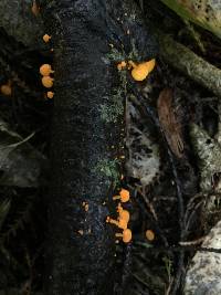 Favolaschia calocera image