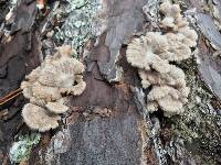 Schizophyllum commune image