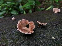 Schizophyllum commune image