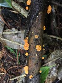 Favolaschia calocera image